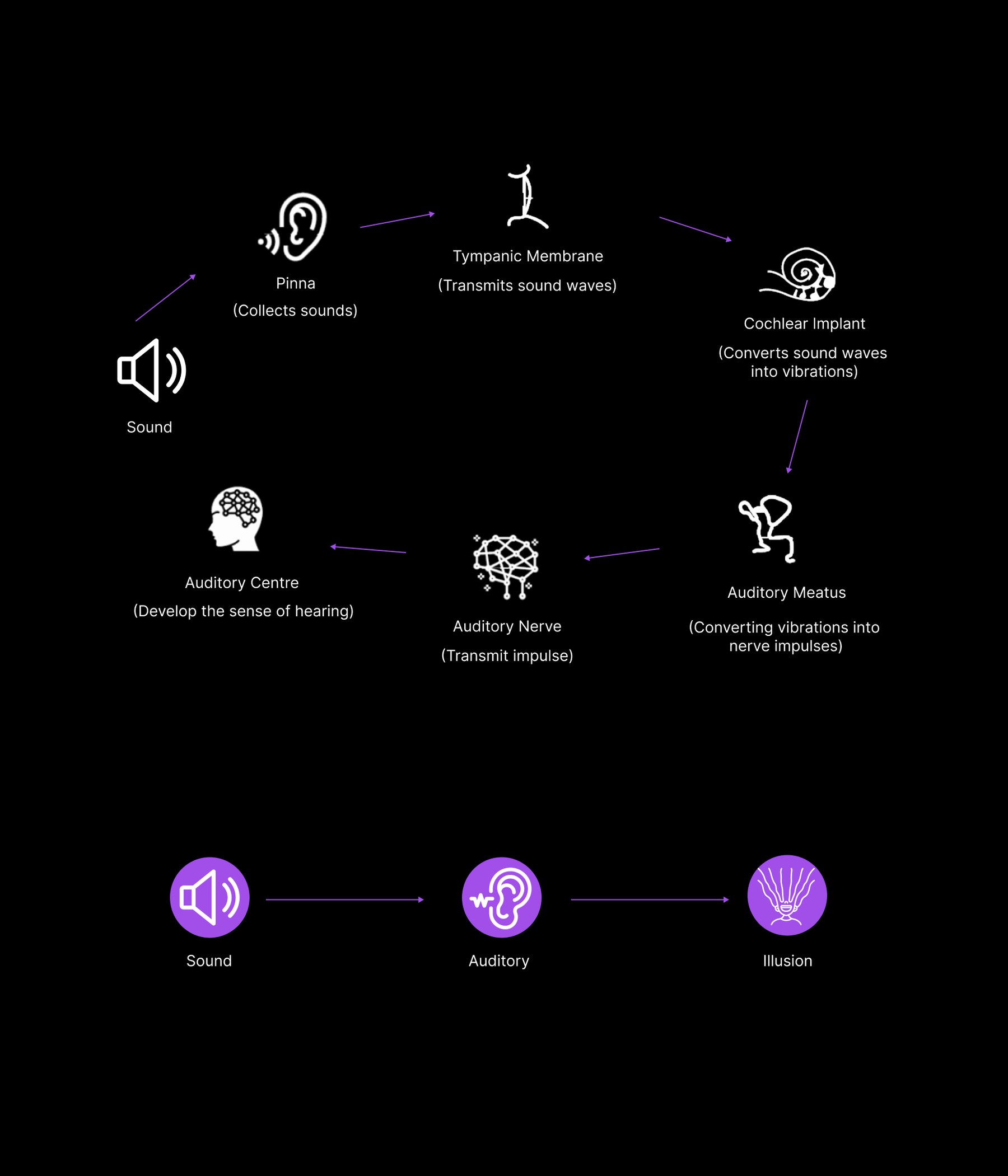 Diagram of the auditory pathway from sound to illusion